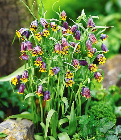 Fritillaria 'Fox's Grape'