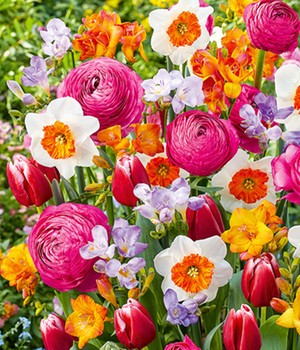 Blumenzwiebel-Mix 'Happy Spring'