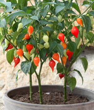 Mini Snack Chili 'rot'