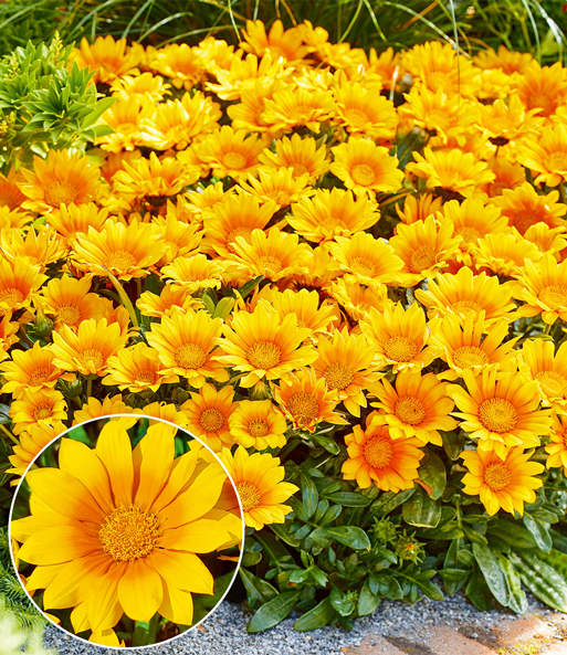 Die Gazanie „Suncarpet“ steht blühend auf einem Terrassentisch. Die Nahaufnahme einer gelben Blüte wird eingeblendet.