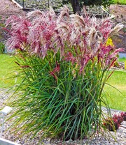 Miscanthus 'Boucle®'