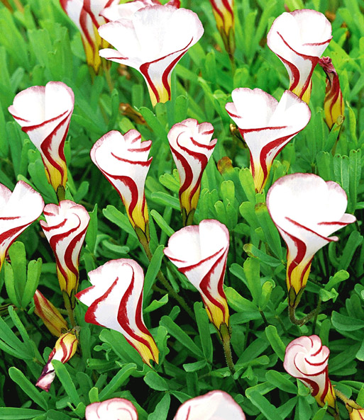 Oxalis versicolor