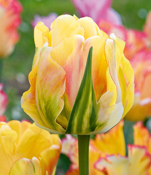 Tulpe 'Akebono'