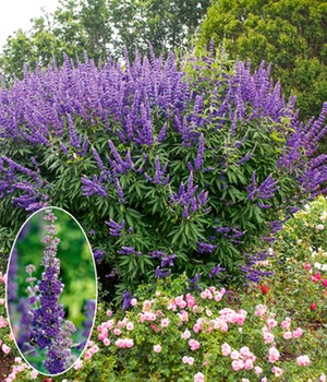Mönchspfeffer 'Queen Bee®'