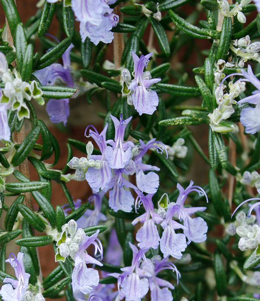 Hänge-Rosmarin 'Blue Cascade®'