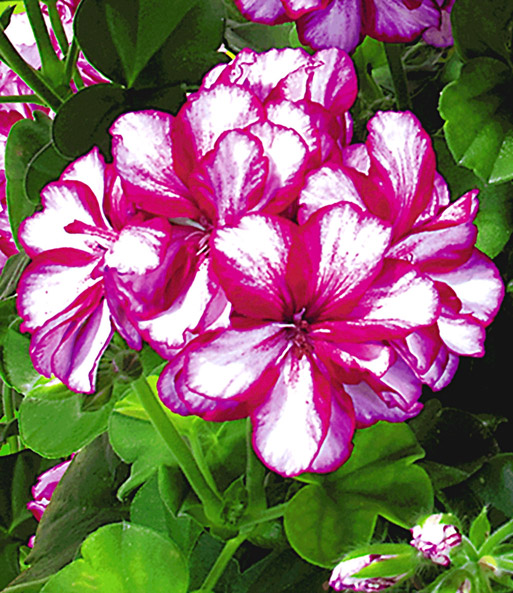 Hänge-Geranie Villetta® 'White-Burgundy'