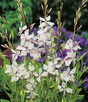 Prachtkerze - Gaura 'Weiß'