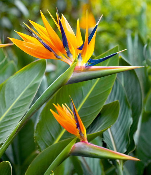 Die Blüten der Paradiesvogel-Blume erinnern an den Kopf eines exotischen Vogels mit leuchtend orangefarbenen und blauen Blütenblättern, welche als Kopfschmuck dienen. Die grünen Blätter wirken wie Schnabel und Hals des Vogels.