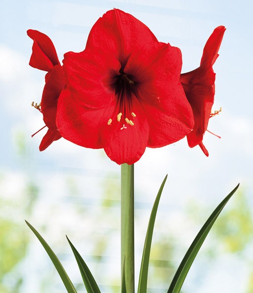 Amaryllis 'Red Lion' mit Geschenkbox