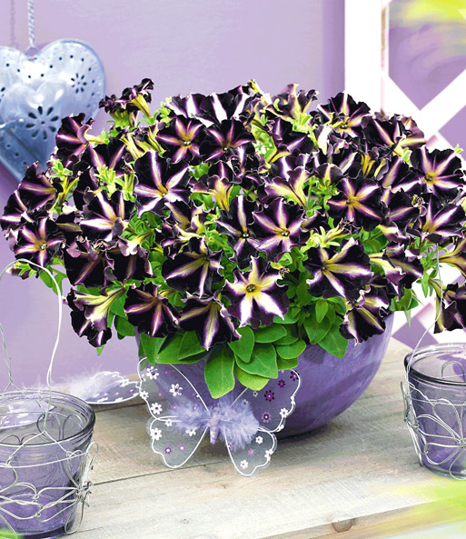 Petunie 'Mystical Merlin'