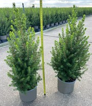 Zuckerhutfichte Picea Clauca Conica, inkl. Topf 60/70 cm hoch