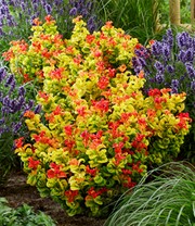 Traubenheide 'Curly Gold®'