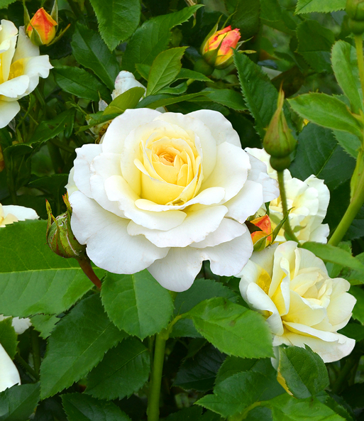 Rose der Liebe 'Centenaire de Lourdes® blanc'