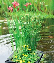 Wasserpflanzen-Insel mit Schwimmring