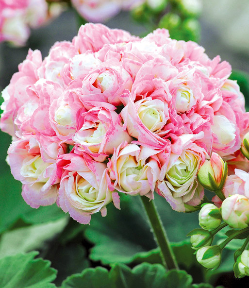Nahaufnahme eines rosa-weißen Blütenstrauß der Stehenden Geranie 'Appleblossom'.