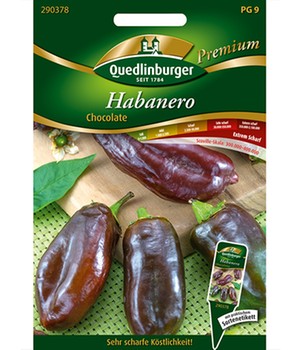 Habanero 'Chocolate'