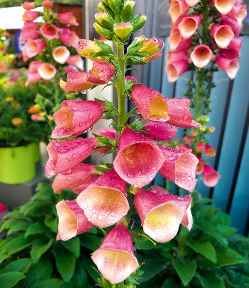 Digitalis 'Arctic Fox®'