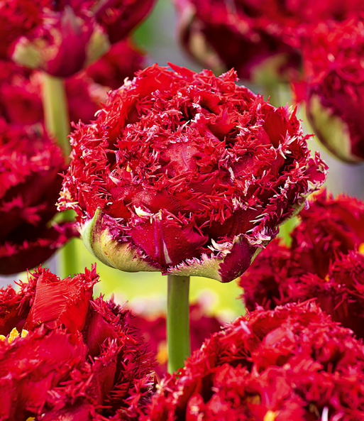 Crispa-Tulpe 'Qatar'