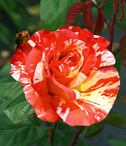 Maler-Rose® 'Paul Gauguin®'