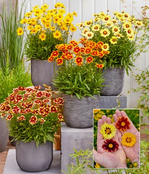 Coreopsis 'Solar® Mix'