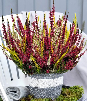 Calluna Knospenheide 'Colour Twister®' im 17 cm XXL-Topf