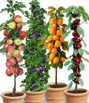 Säulen-Obst-Raritäten-Kollektion