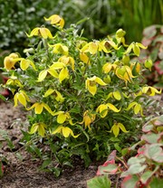 Clematis 'Little Lemons®'