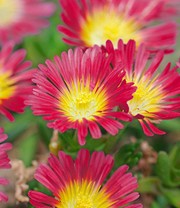 Winterharte Eisblume 'Hot Pink Wonder'
