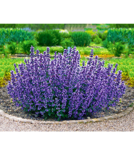 Nepeta 'Cat's Pajamas'