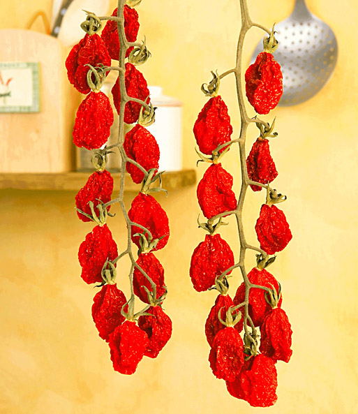 TOMACCIO®-Tomate