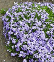 Blauer Teppich-Phlox 25 Stk.