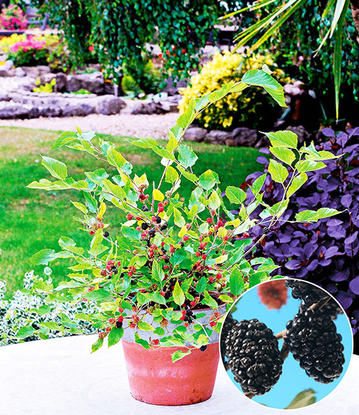 Maulbeere Mojo Berry 1a Pflanzen Kaufen Baldur Garten
