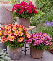Winterharte Alstromeria-Kollektion 'Incalys'