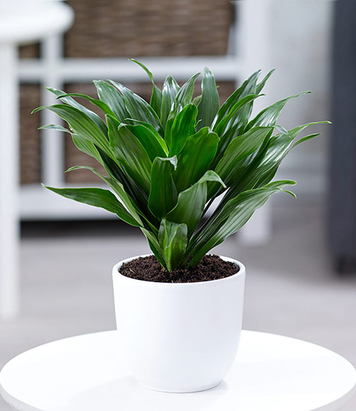 Dracena 'Compacta'