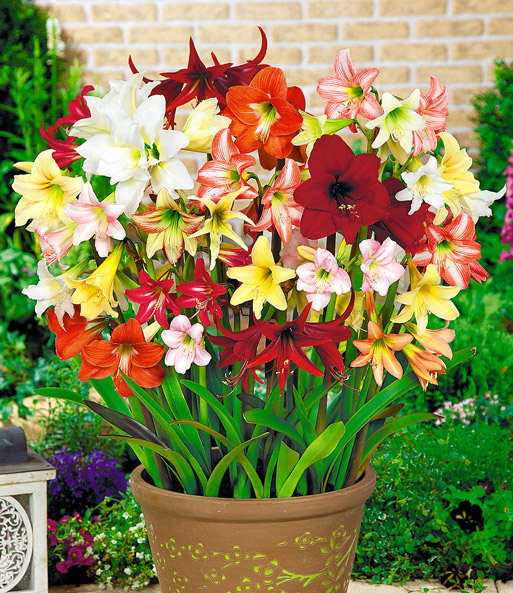 Winterharte Garten-Amaryllis 'Farbmix'