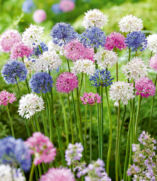 Allium-Mix 'Beautiful Colours'