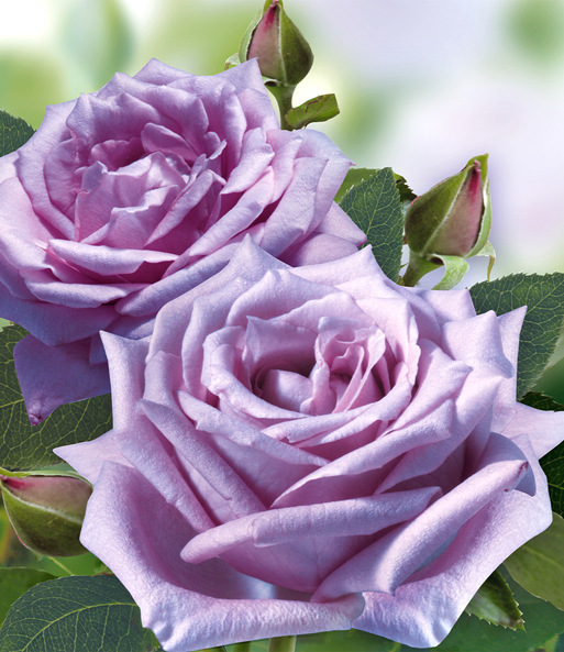 Parfum-Rose 'Mamy Blue®'