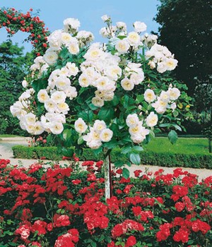 Rosen-Stämmchen 'Alabaster'
