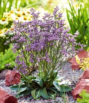 Blauer Strandflieder 'Limonium'