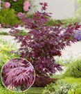 Japanischer Ahorn 'Burgund'