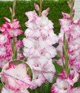 Riesenblütige Gladiole 'My Love'