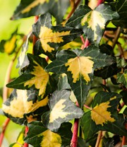 Gold Efeu Hedera 'Goldheart'