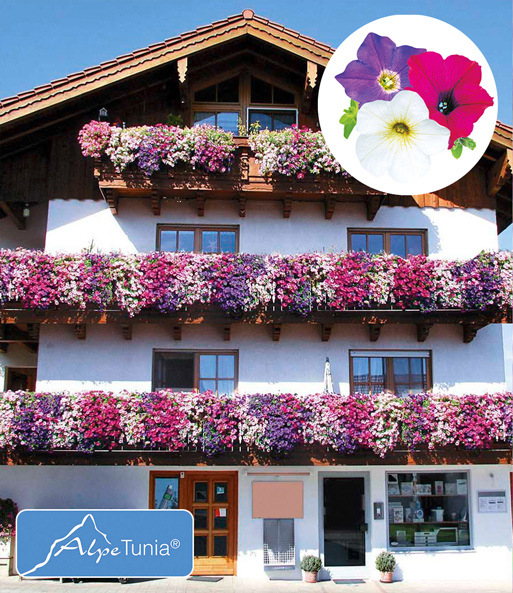 Der Hänge-Petunien 'AlpeTunia' Mix ist aus der Ferne zu sehen, wie er 3 übereinander stehende Balkonzäune ziert.