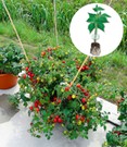 Veredelte Cherry-Tomate 'Baby Boomer' F1