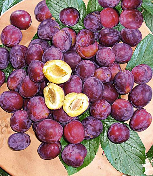 Säulen-Mirabelle 'Mirouge®'