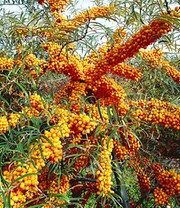 Sanddorn 'Orange Energy®' weiblich