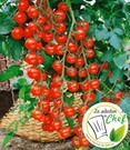 2er veredelte Kirsch-Tomate 'Pepe' F1