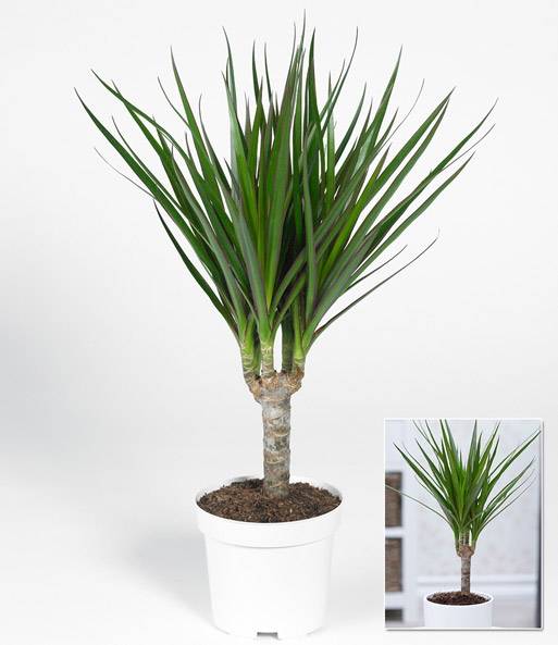 Dracena 'Marginata' ca. 35-45 cm hoch