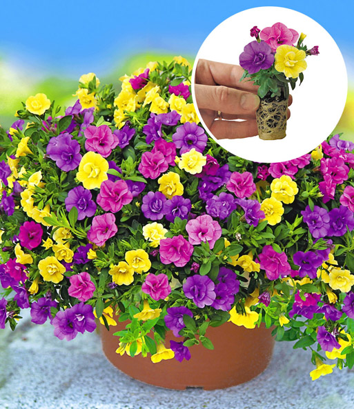 Zauberglöckchen-Mix TRIXI® 'Petticoat'