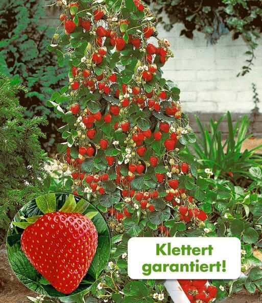 Erdbeerbusch mit Nahaufnahme einer saftigen roten Frucht. Dazu eingeblendet der Text: „Klettert garantiert“.